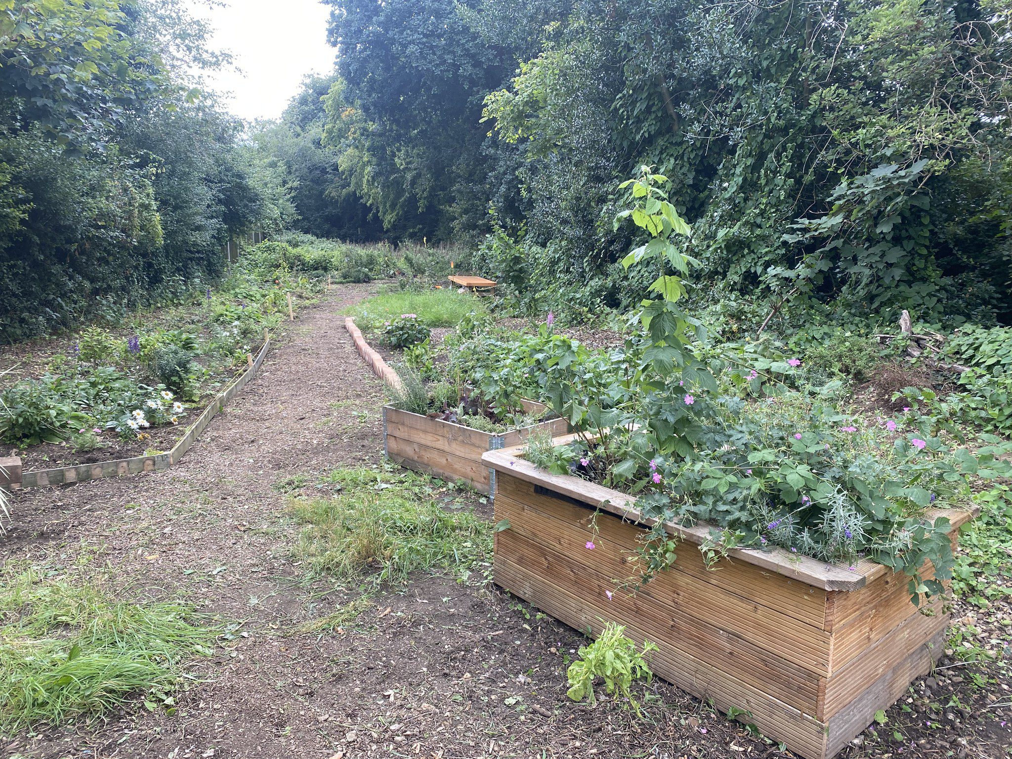 Thieves Lane Community Gardens, Sele